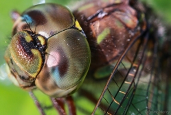 Dragonfly Kaleidoscope Eye, Minnesota