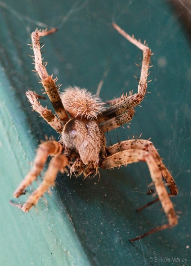 Hairy Spider, South Carolina