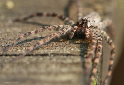 Big Spider, Minnesota