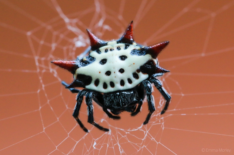 Thorny Spider, South Carolina